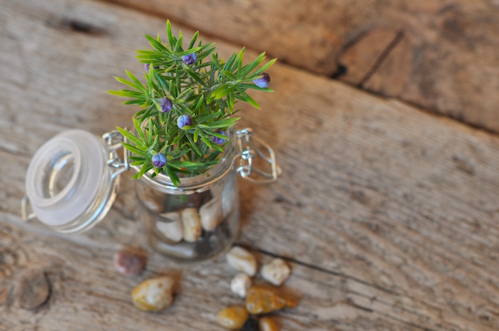 small blueberry bush in a mason jar on a wooden table with small rocks surrounding