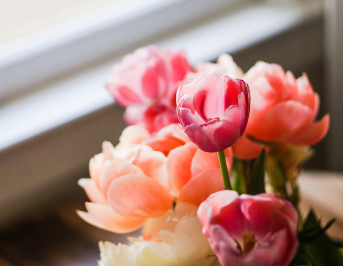 tulip flowers in a windowsill