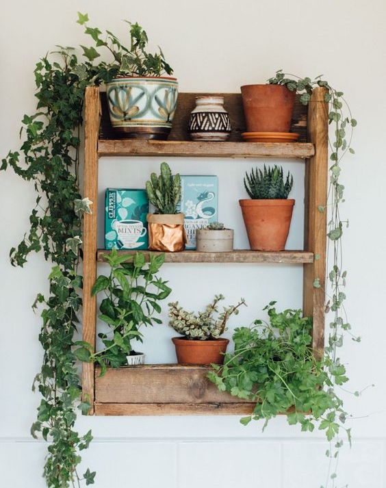 square shelf with potted plants and vines