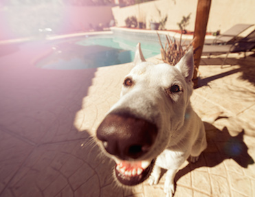 white dog by the pool fisheyed nose