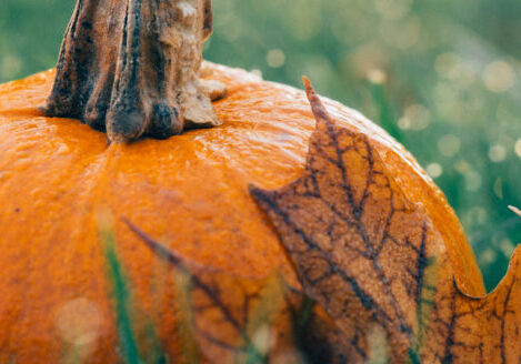 closeup of a pumpkin sitting in the grass